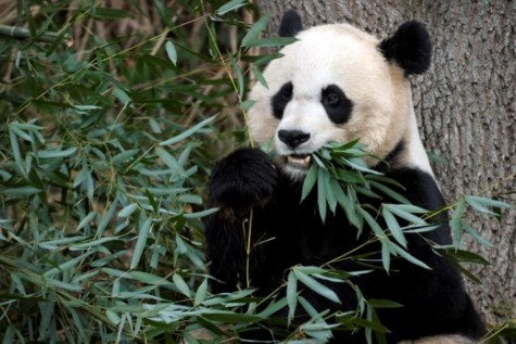 Cloning Endangered and Extinct Animals: A Mammoth of an Issue
