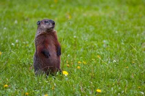 Groundhog Day; a pointless tradition