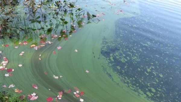 Cyanobacteria and Algal Blooms
